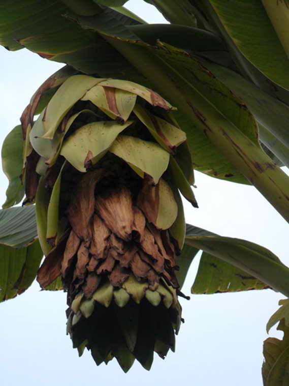 SEJARAH TASBEH SUNAN BONANG